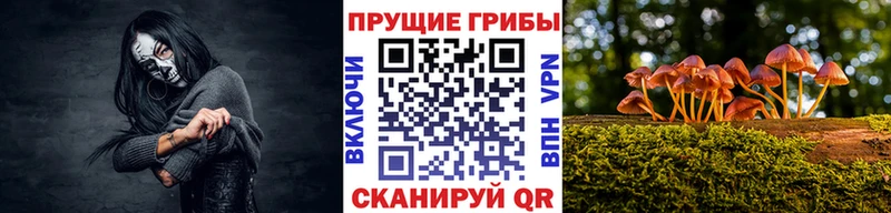 Купить  Оленегорск  Галлюциногенные грибы Psilocybe 